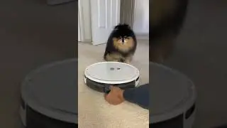 #shorts Fun with dogs (Funny Animals)