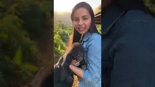Pyara gorilla #youtubeshorts #funny #viralvideo #instagram #reel #funnyshorts #shortvideo #funny