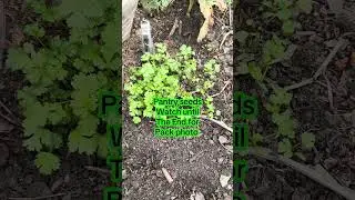 Indian Store Cilantro Seeds + Fall Sowing = December Greens! #cilantro#seeds  #kitchengarden#reels