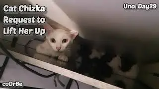 Cat Chizka Request to Lift Her Up