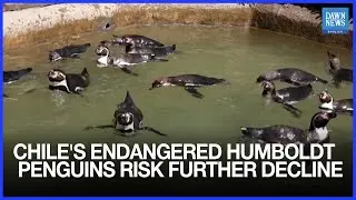 Chile's Endangered Humboldt Penguins Risk Further Decline, Scientists Say | Dawn News English