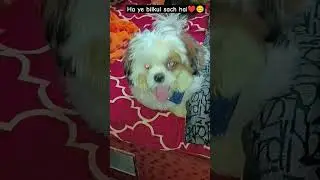 Correct 💯#shihtzucuteness#trendingshot#smalldogbreed#trending#youtubeshort#bejubaanparinda#rusta