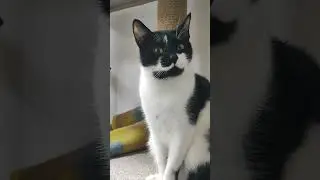 докопались до кота! мяу #кошка #приют #kitten #кот #cat #спб
