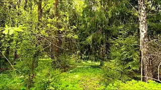 Безмятежный лесной пейзаж 🌿 Пение птиц и солнечный свет для глубокого расслабления и снятия стресса