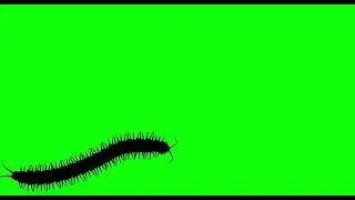 Centiped moving around Green Screen VFX & CGI Effects