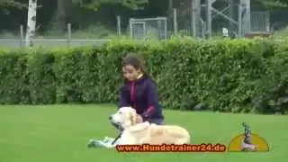 Golden Retriever 
