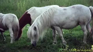 Horses, nature. Music to relieve stress. Лошади, природа. Музыка для снятия стресса