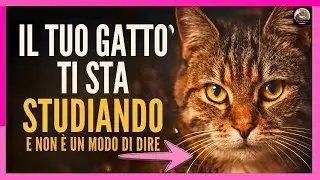 Il tuo gatto sa molto più di te di quanto immagini