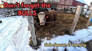 Calves are COMING soon but don't forget about the BULLS.