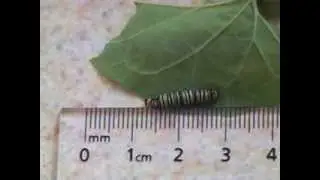 Life Cycle of the Monarch Butterfly