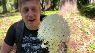 Bear-grass and its many amazing uses.