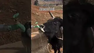 OMG how Bull 🐂 know how to open water tape #bull #animals #shorts #shortsfeed