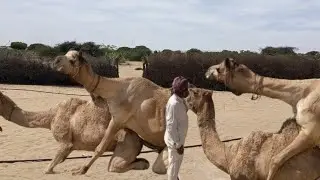 camel's Romance in the desert village Desi Perkins