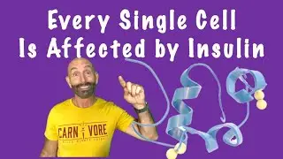 How Insulin Impacts Every Cell in Your Body #insulin #glucose