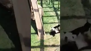 They really know how to play🤔 #animals #animalsdoingthings #cute #cuteanimals #panda #animallife
