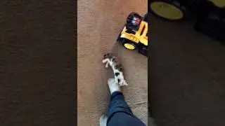 Socks the Cat
