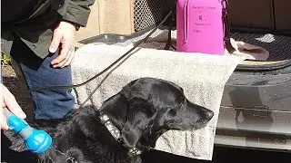 Portable Shower Device For Dogs 🐶 Camping 🎪 Surfing🌊
