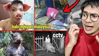 CCTV MEREKAM BABI NGEPET DI DEPAN RUMAH