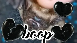 Black Heart 🖤 is a Bat's Nose + Lower Lip