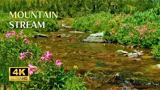 Nature Healing Sounds | Relaxing Springtime Sounds| Relaxing Nature Sounds | Soothing Water Stream