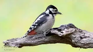 Great Spotted Woodpecker  (Dendrocopos major)