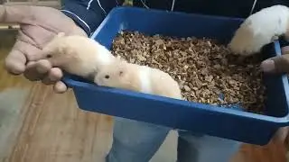 Hamster as a pet 🐹 Al Noor Pet Shop Ahmedabad || Price, Food and care in HINDI