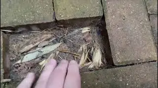 Bamboo Removal in Doncaster