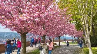 Budapest 4K Spring Cherry Blossom Promenade T&oacute;th &Aacute;rp&aacute;d s&eacute;t&aacute;ny