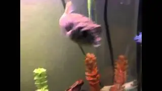 Bloop bloop ***fish sounds***