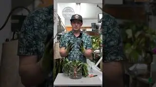 Don&rsquo;t underestimate the importance of oxygen for your plants! #houseplant  #plants