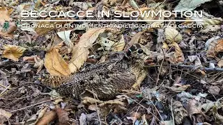 Beccacce in slow motion