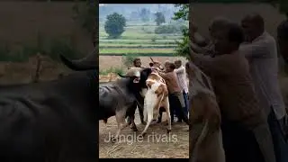 Buffalo🐄attack in cow 🔥😱#animals#wildlife#buffalo#funny#nature#cow#animalworld#jungkook#cowvideos.