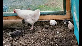 Life on the West Coast - We have new baby chickens!