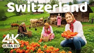 One hours of life in a Swiss Alpine villages | Harvest all to make tomato sauce.