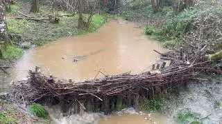 Beaver dam analogues work!