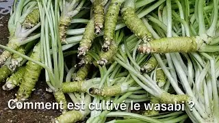 Comment est cultivé le véritable wasabi au Japon ? #wasabi #japanesefood #japon