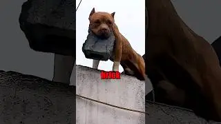 Мужчину арестовали за обучение собаки бросать кирпичи в людей 🐶 🧱