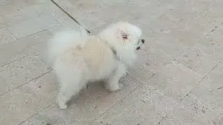 Pomer&aacute;niai mini spicc / Pomeranian mini spitz