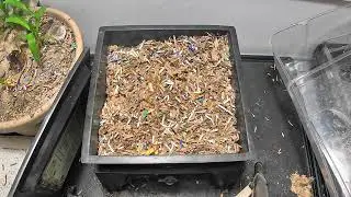 Worm Farm Check-In | Kitchen Scraps + New Tray Setup