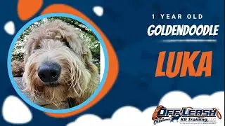 1 Year Old Goldendoodle | Dog Training | Off Leash K9 | Board & Train | Oklahoma