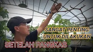 PERLAKUAN SETELAH PEMANGKASAN Update 7HSP |Cara Tanam Anggur dalam Pot