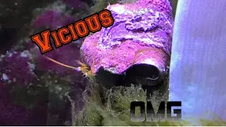 Hermit crab EATING MY CORAL