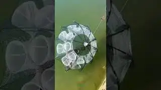 Portable Folded Fishing Net #shorts