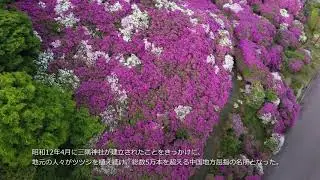 中国地方屈指のつつじの名所・三隅公園のつつじ
