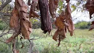 EMERGENCY Whitetail Food Plot Rescue- Winter Rye