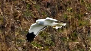 Wild Hen Harrier Ireland 