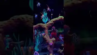 Under The Sea Little Mermaid Ride at Magic Kingdom Walt Disney World! 🧜&zwj;♀️