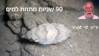 דיונון רוקחים - Common cuttlefish