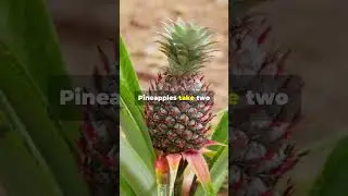 🍎 5 Fun Food Facts in 30 Seconds #fact #factshorts #factualchannel