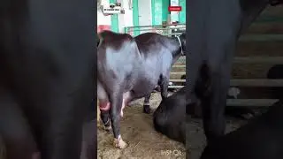 ਨੀਲੀ ਰਾਵੀ ਨਸਲ #veterinarypharmacist #veterinary #farming #dairyfarm @DrSukhmansingh